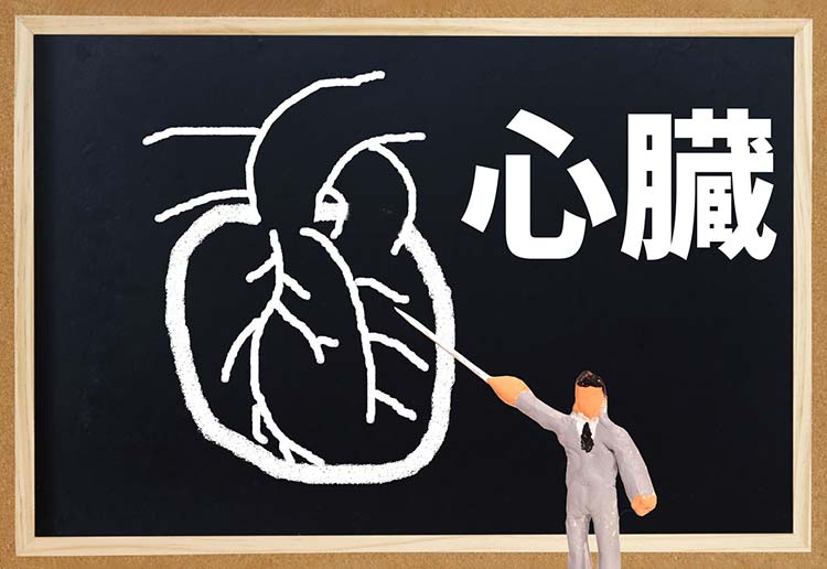 心臓の病気のイメージ画像